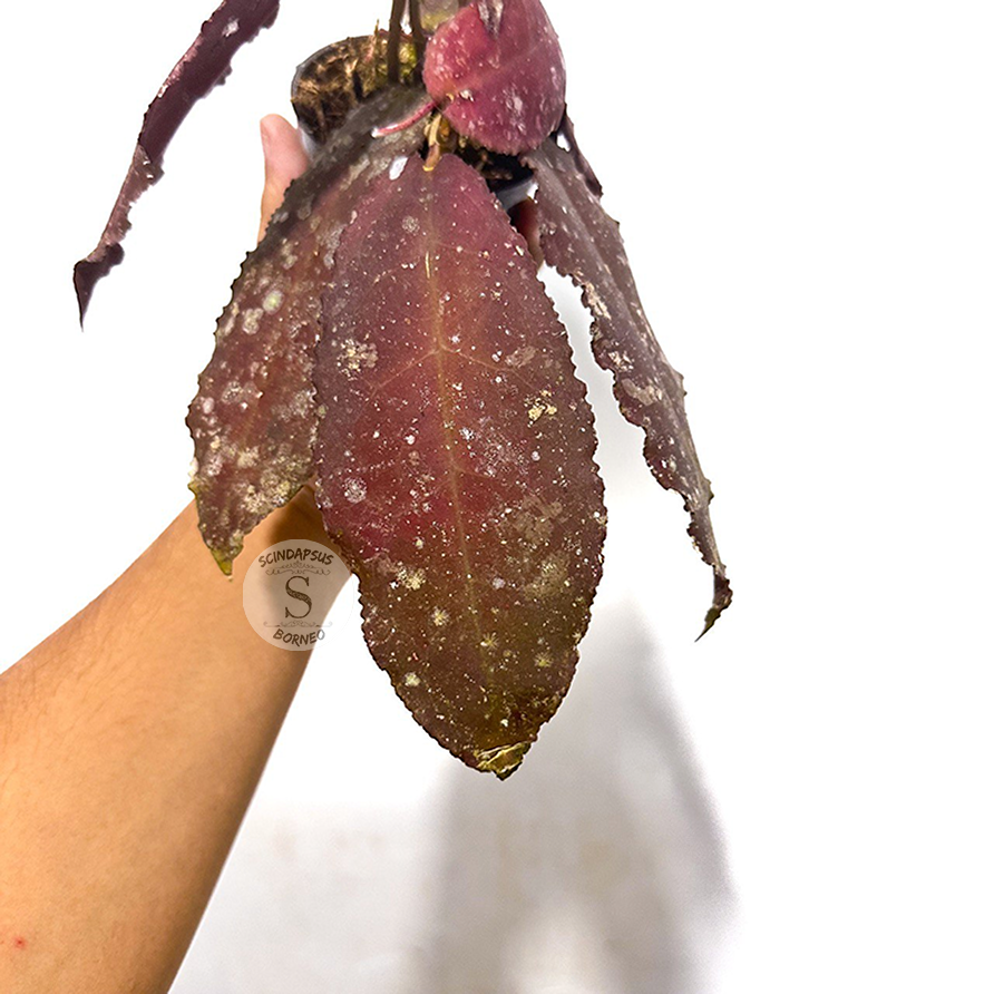 Hoya Undulata Red - Scindapsus Borneo