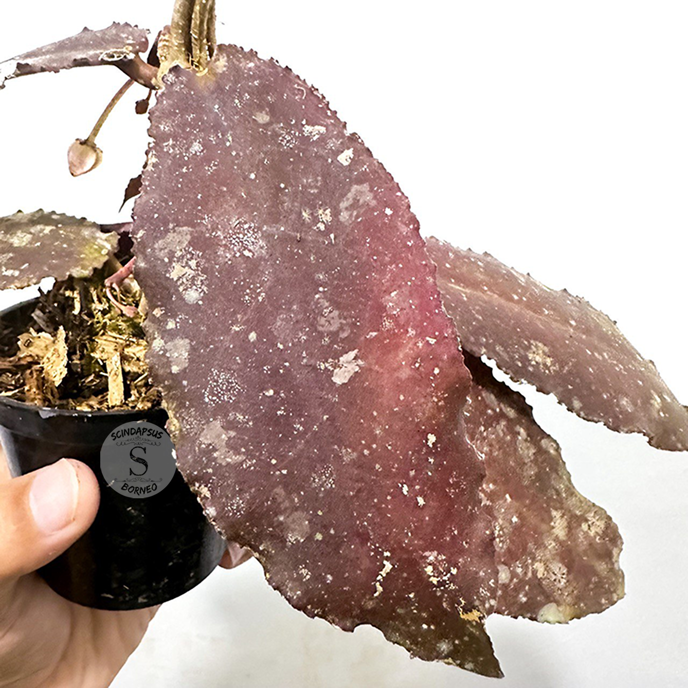 Hoya Undulata Red - Scindapsus Borneo