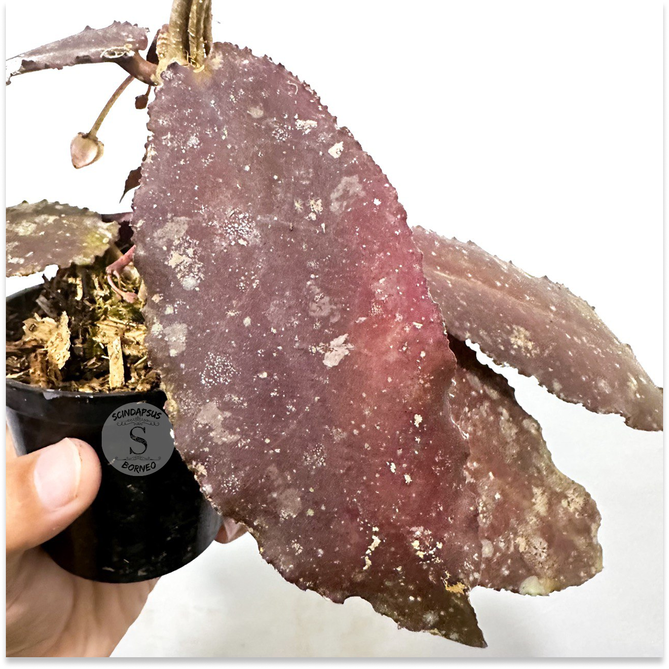 Hoya Undulata Red - Package 30x