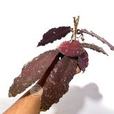 Hoya Undulata Red - Scindapsus Borneo