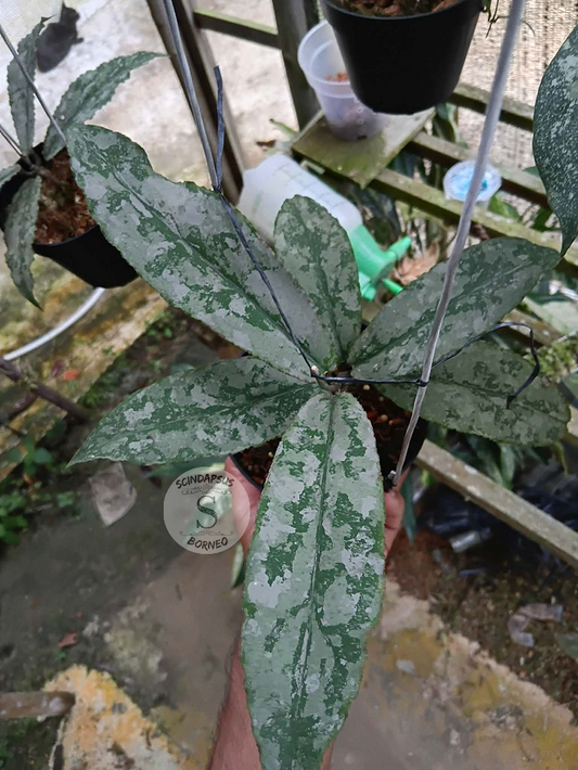 Hoya Undulata Silver Splash