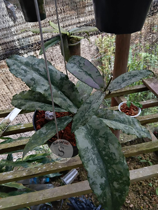 Hoya Undulata Silver Splash