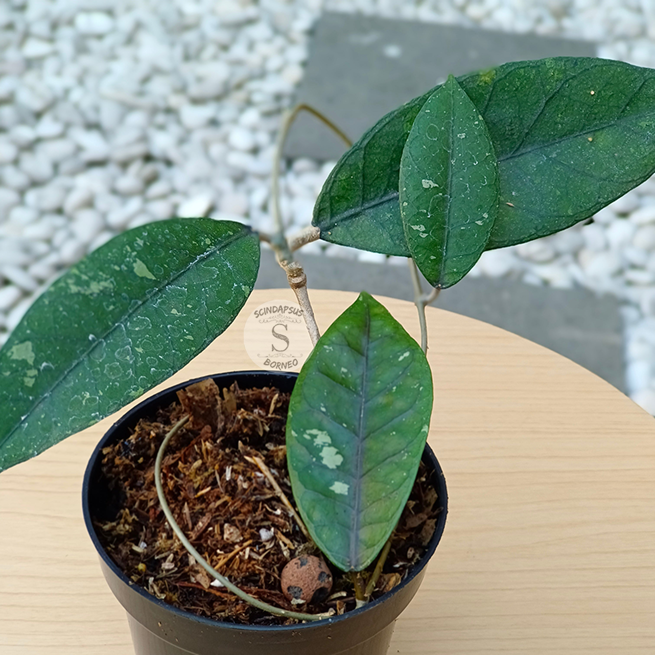 Hoya Verstegi - Scindapsus Borneo