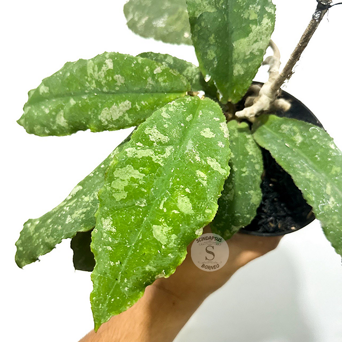 Hoya Undulata - Scindapsus Borneo