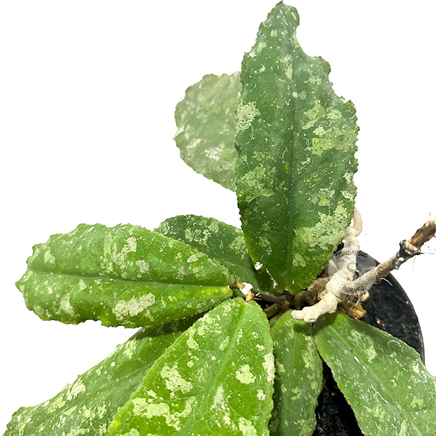 Hoya Undulata - Scindapsus Borneo