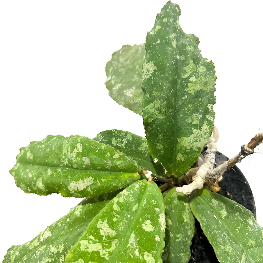Hoya Undulata - Package 10x