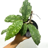 Hoya Undulata - Scindapsus Borneo