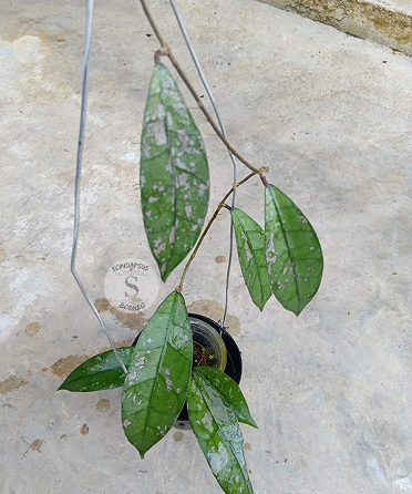 Hoya Clamensorium Pink Splash
