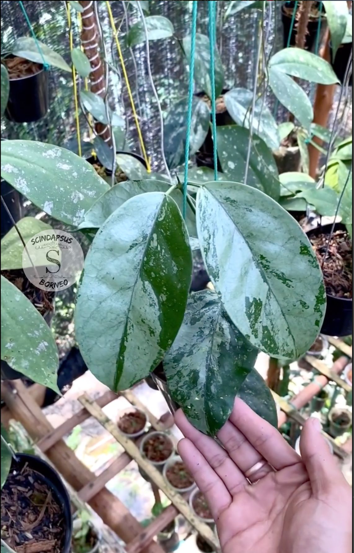 Hoya Coreasea Silver - Scindapsus Borneo