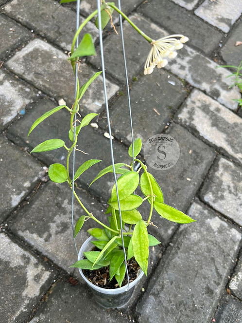 Hoya Gold Lunar Mutation