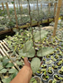 Hoya Ksb 08 Super Silver - Scindapsus Borneo
