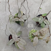 Hoya Mirata Silver - Scindapsus Borneo