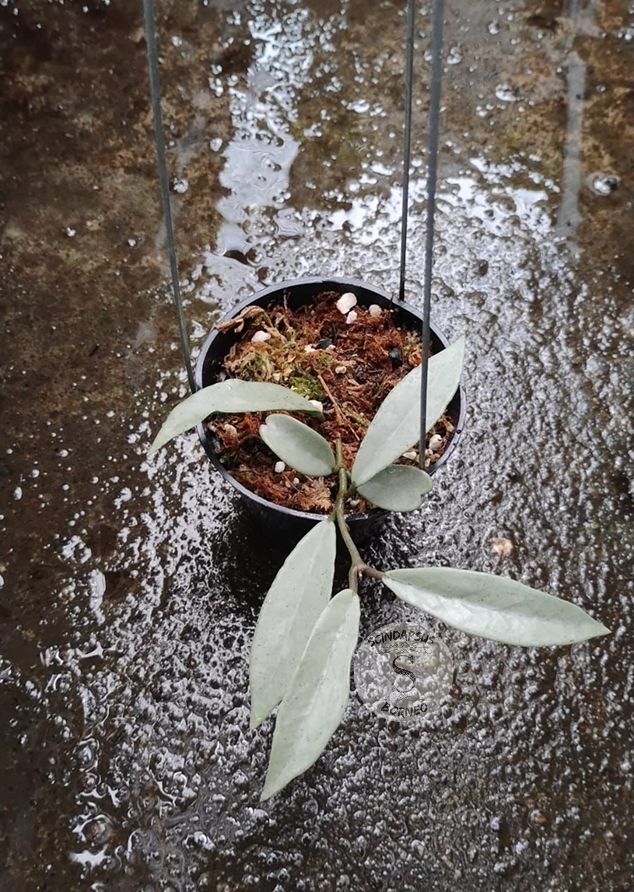 Hoya Wilbur Graves