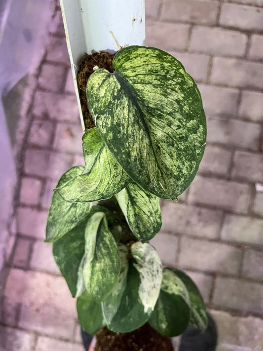 Scindapsus mahabrata