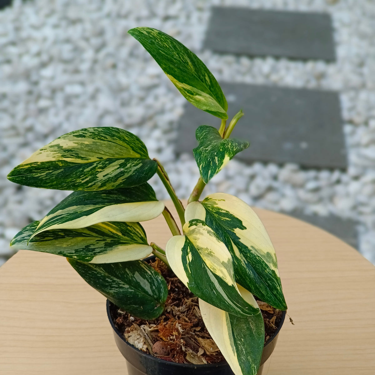 Standleyana aurea variegata - Scindapsus Borneo