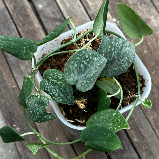 Scindapsus Pictus 'Atlantic Frost' - Best Selected