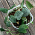 Scindapsus Pictus &