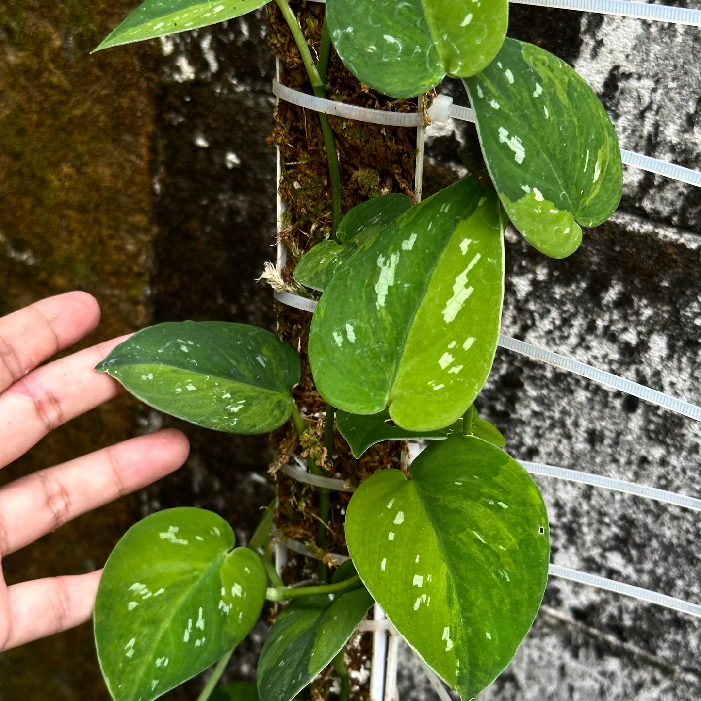 Scindapsus emerald mist