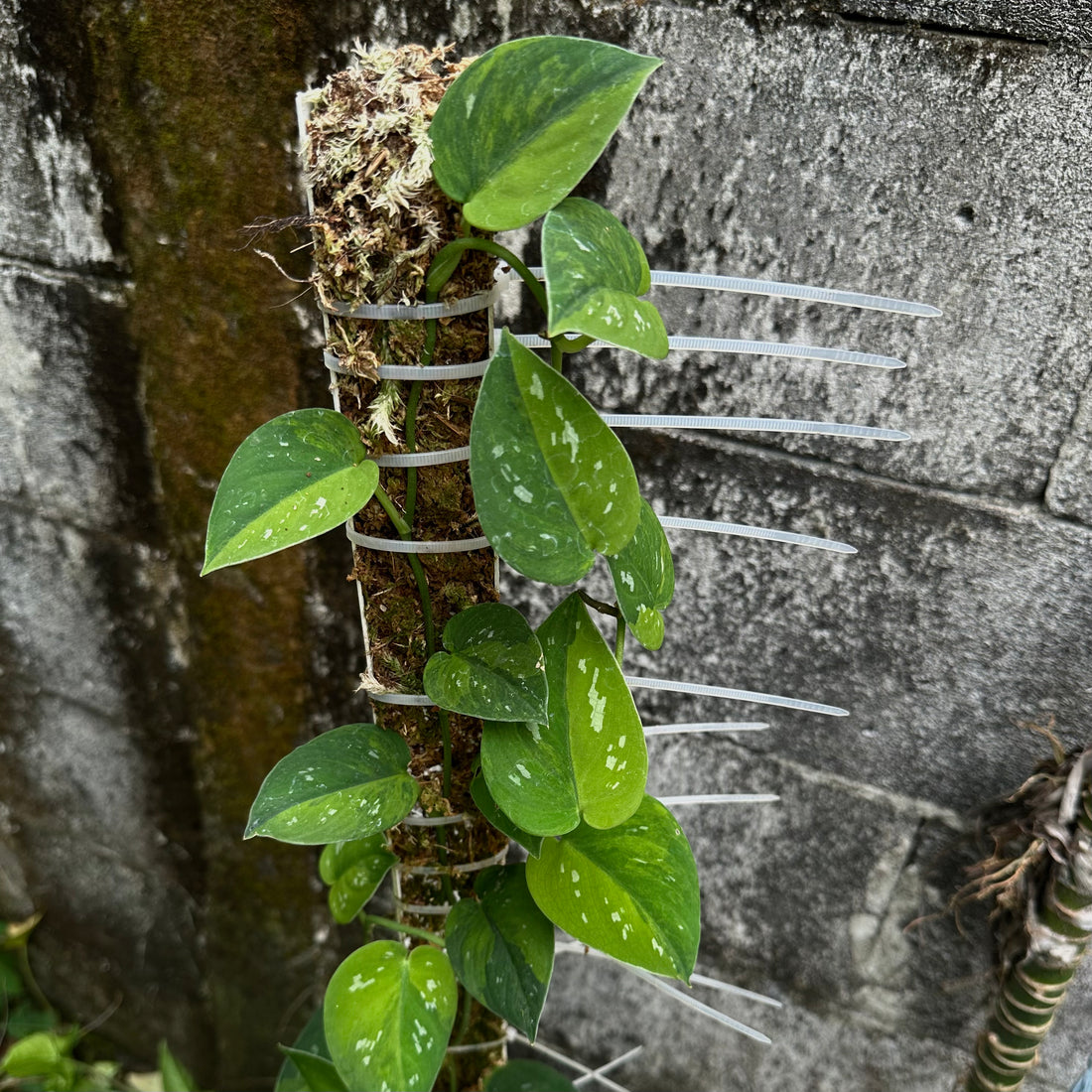 Scindapsus emerald mist - Scindapsus Borneo