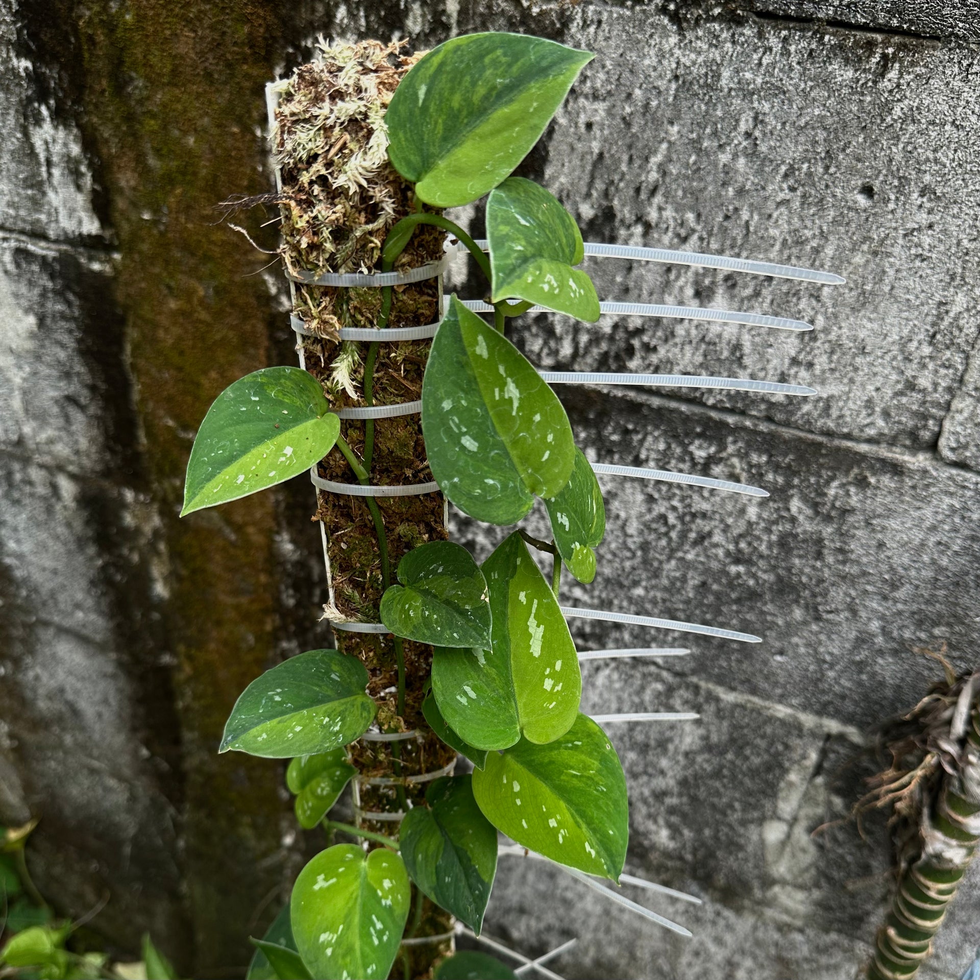 Scindapsus emerald mist – Scindapsus Borneo