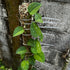 Scindapsus emerald mist - Scindapsus Borneo