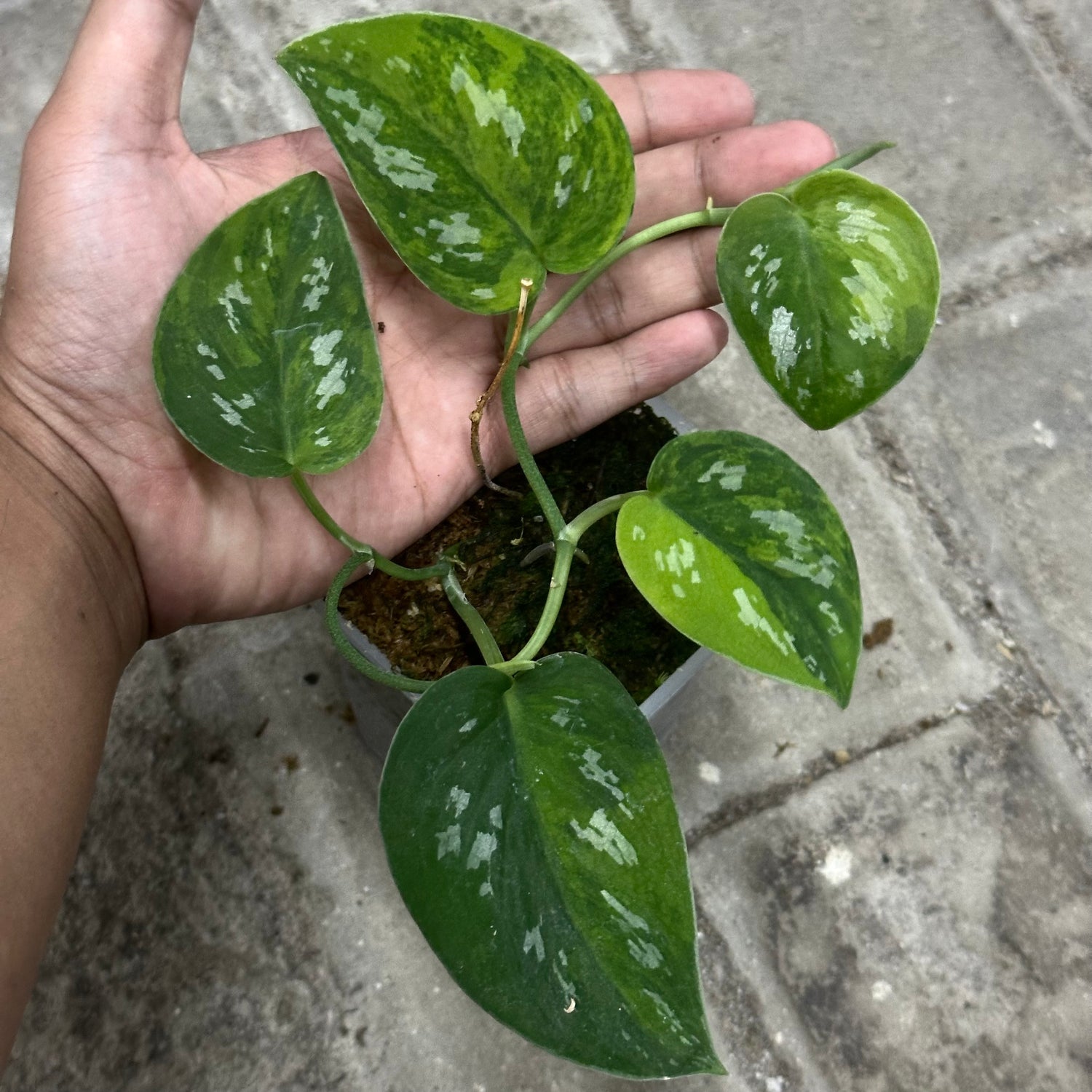 scindapsus green emerald① Scindapsus emerald mist – Scindapsus Borneo