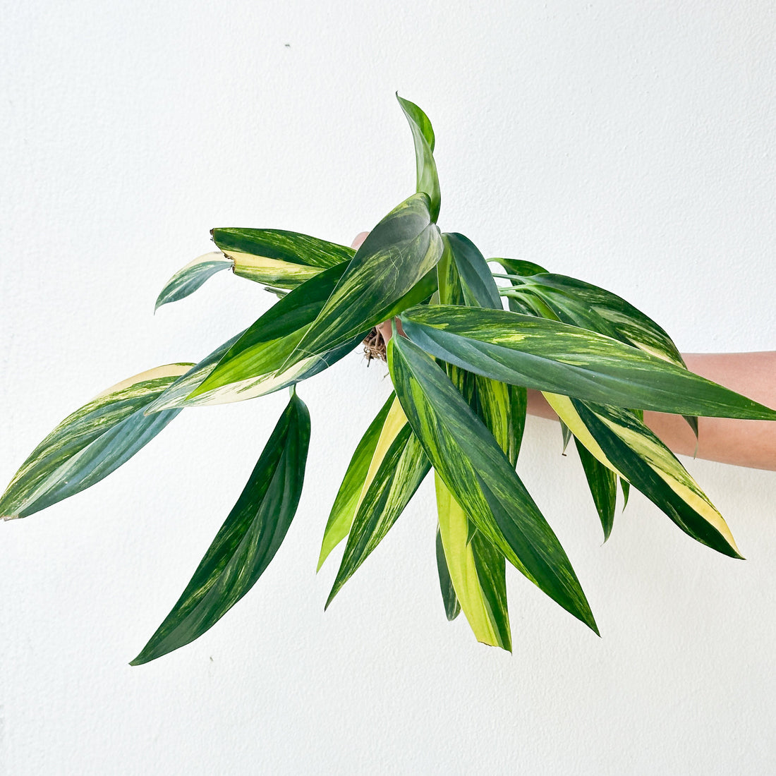 Epipremnum amplissimum aurea - Scindapsus Borneo