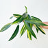Epipremnum amplissimum aurea - Scindapsus Borneo