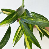 Epipremnum amplissimum aurea - Scindapsus Borneo