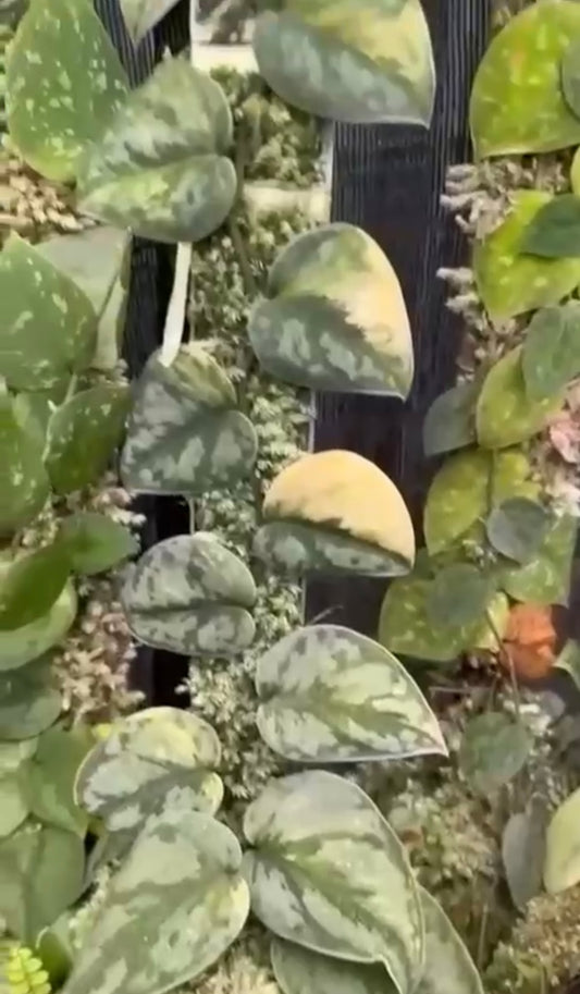 Scindapsus Venom Aurea - Best Selected