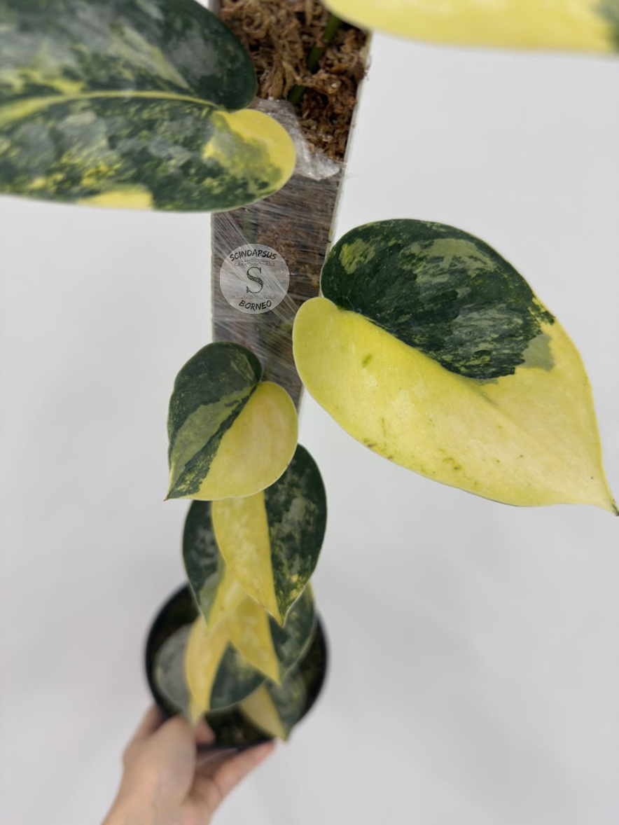 Scindapsus Kalimantaru - Best Selected