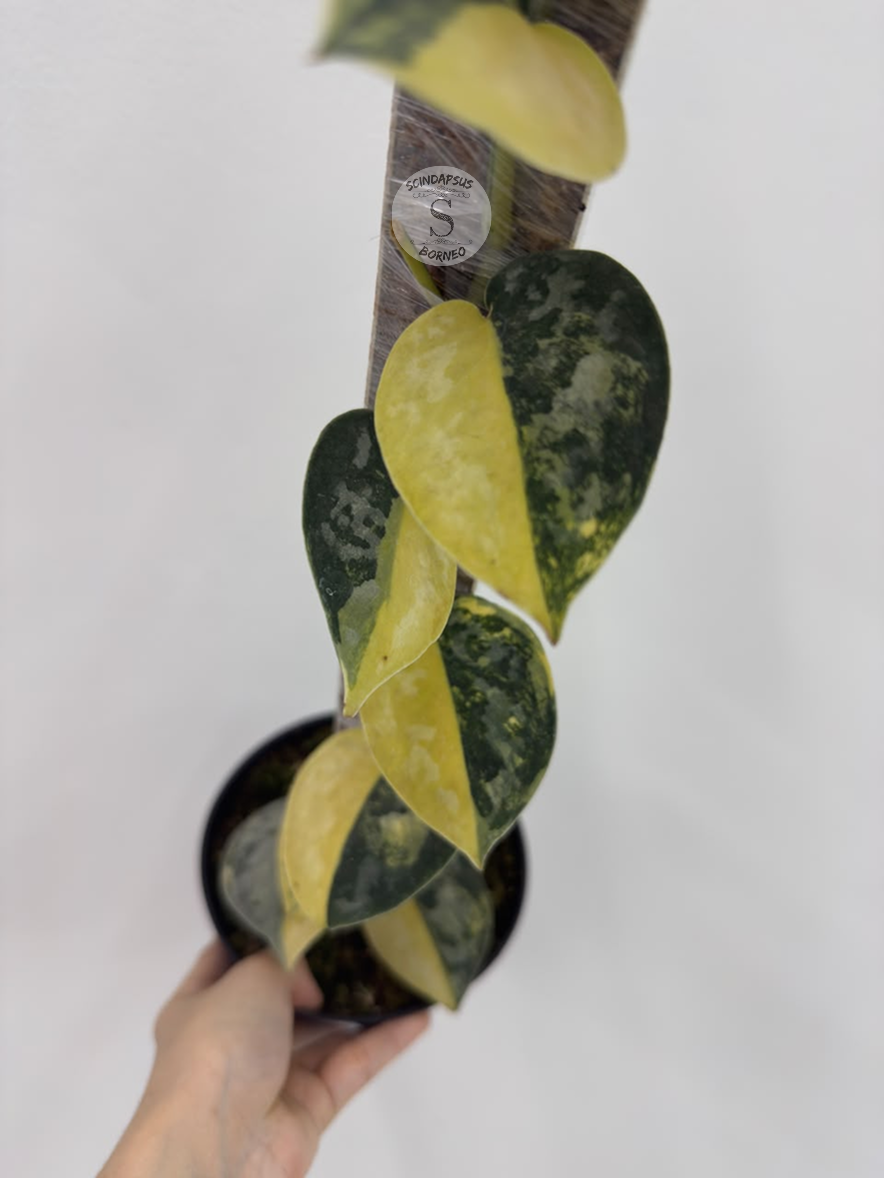 Scindapsus Kalimantaru - Best Selected