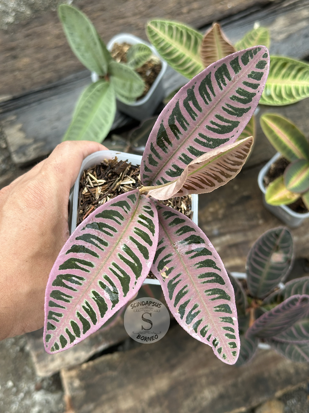 Labisia Ardisia All Color - Scindapsus Borneo