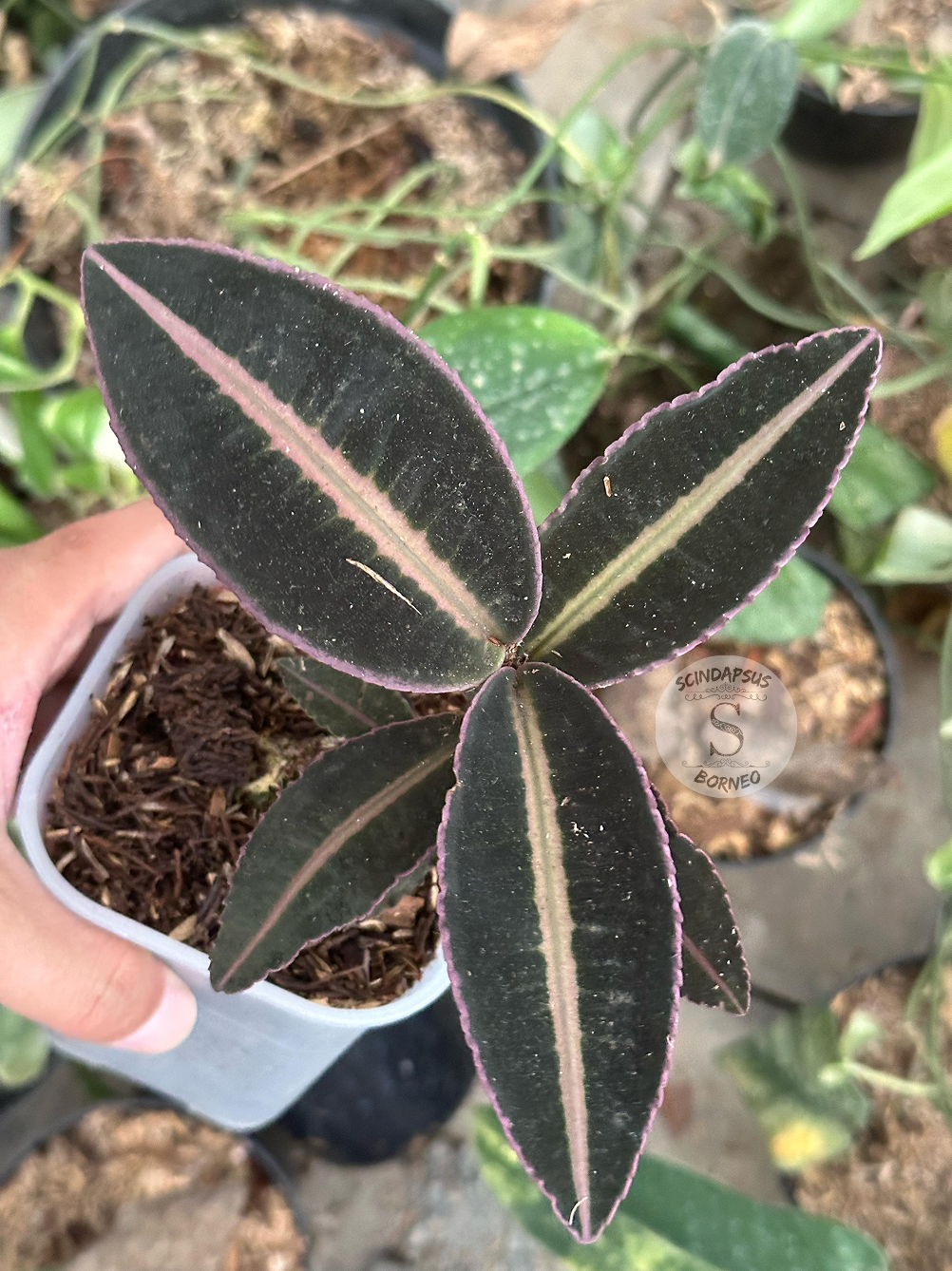 Labisia Ardisia All Color