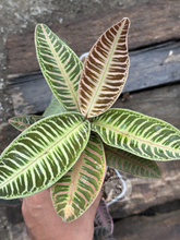 Labisia Ardisia All Color - Scindapsus Borneo