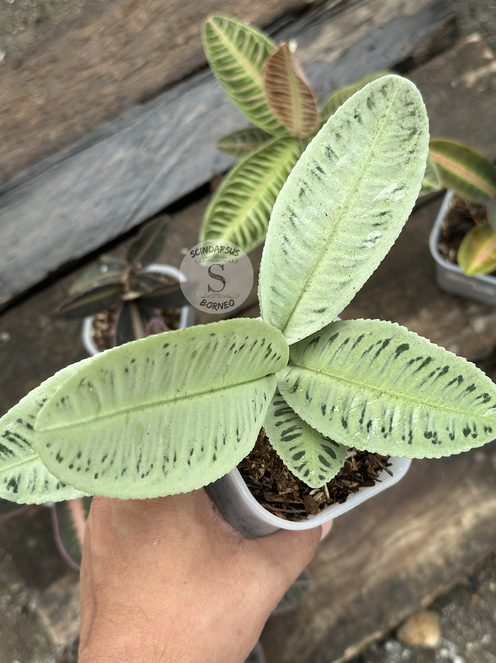 Labisia Ardisia All Color - Scindapsus Borneo