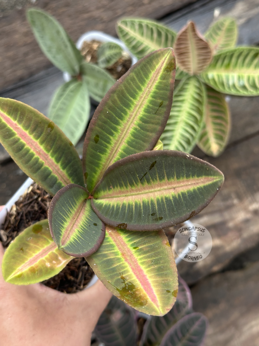 Labisia Ardisia All Color - Scindapsus Borneo