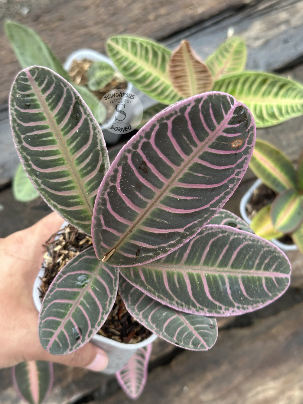 Labisia Ardisia All Color - Scindapsus Borneo