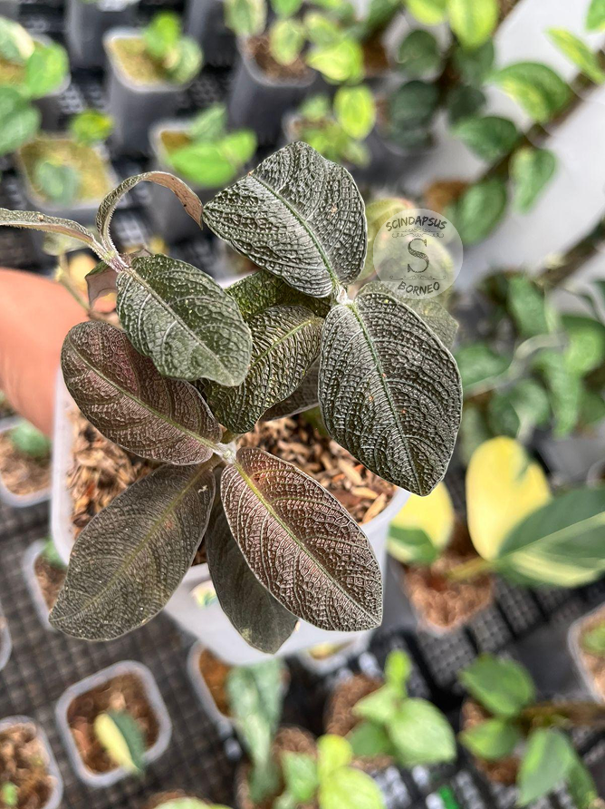 Labisia Black - Scindapsus Borneo