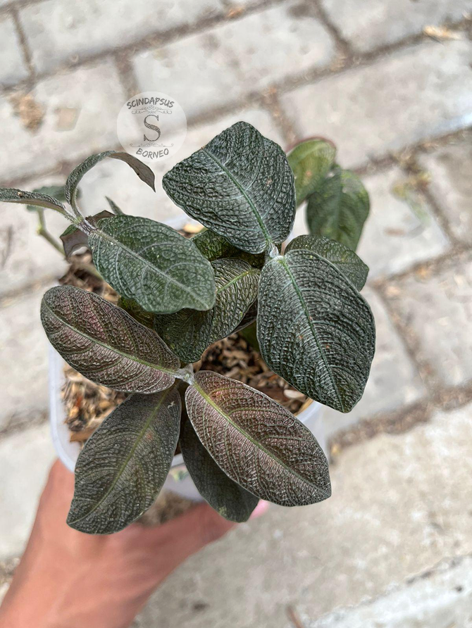 Labisia Black - Scindapsus Borneo
