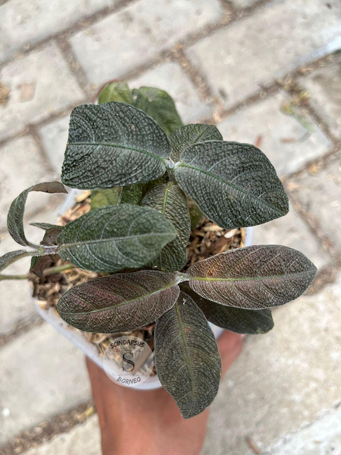 Labisia Black - Scindapsus Borneo