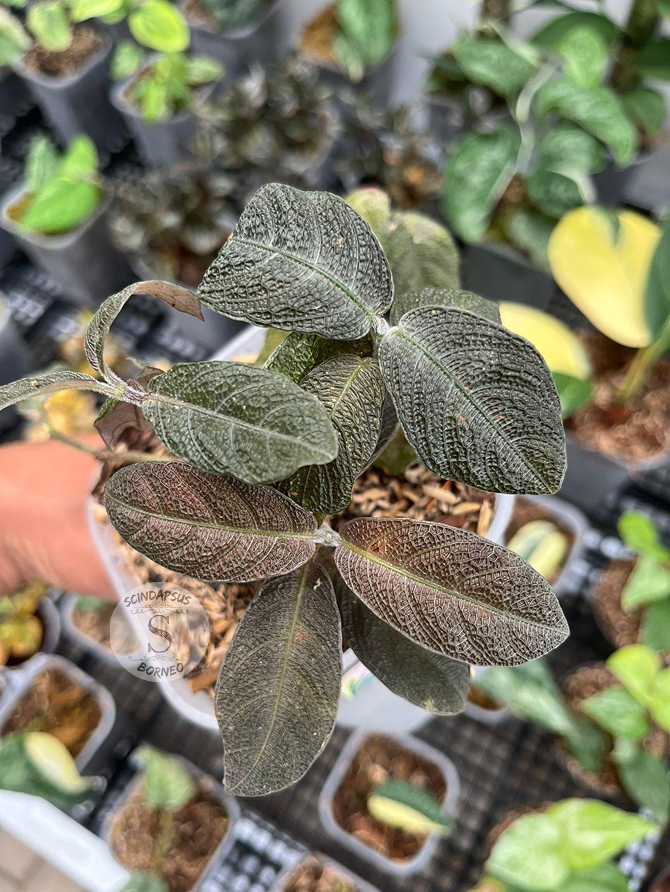 Labisia Black - Scindapsus Borneo