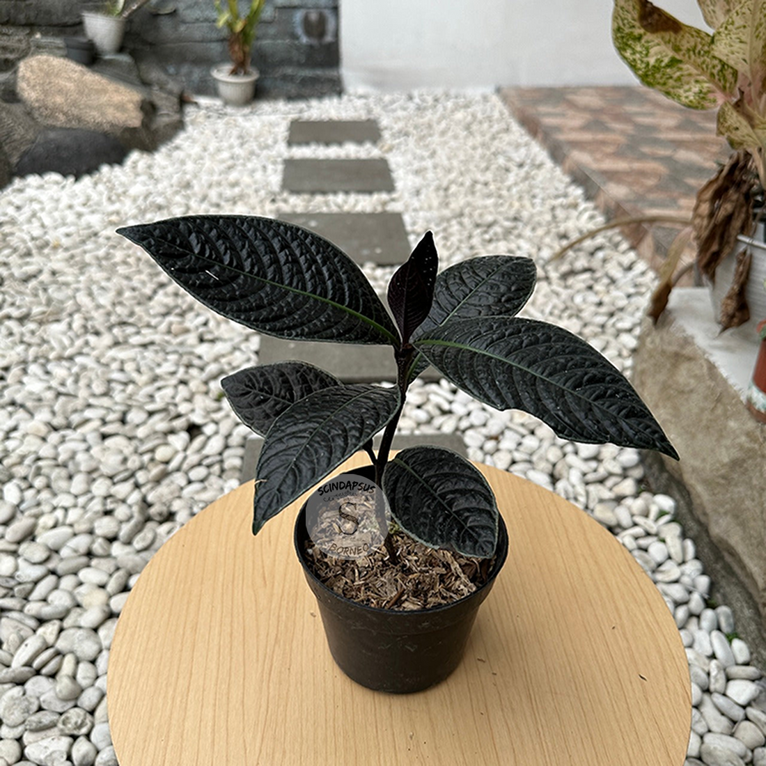 Labisia Black Borneo - Scindapsus Borneo