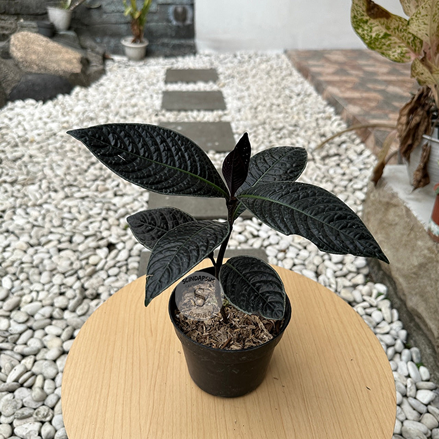 Labisia Black Borneo - Scindapsus Borneo