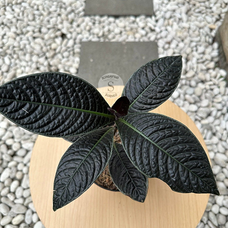 Labisia Black Borneo - Scindapsus Borneo