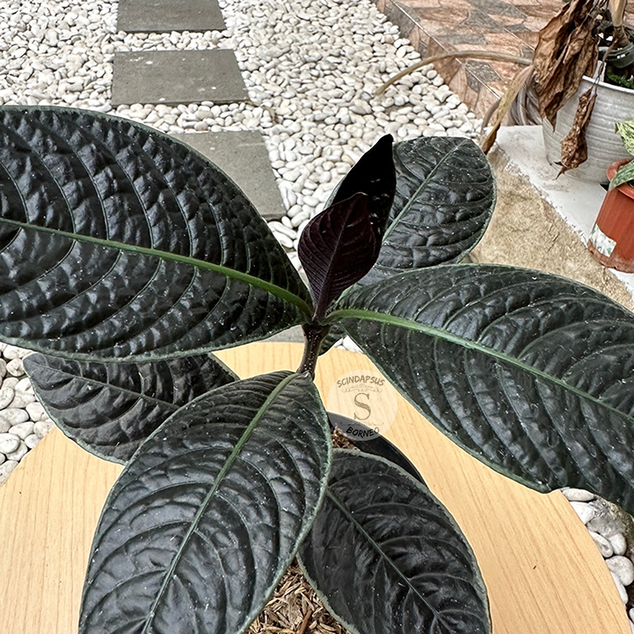 Labisia Black Borneo - Scindapsus Borneo