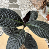 Labisia Black Borneo - Scindapsus Borneo