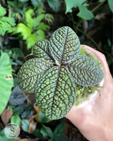 Labisia Brain - Scindapsus Borneo