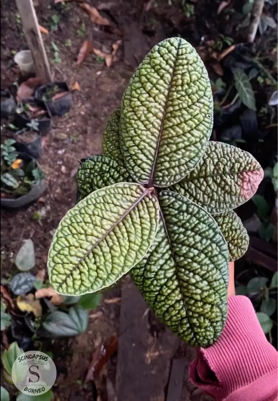 Labisia Brain - Scindapsus Borneo