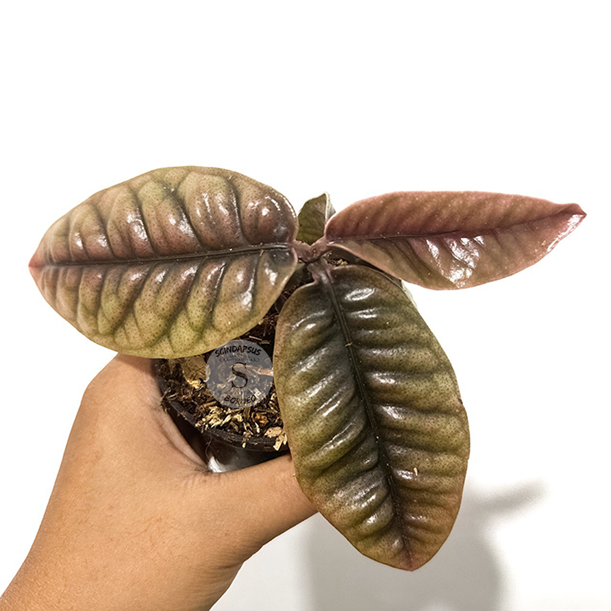 Labisia Buaya - Scindapsus Borneo
